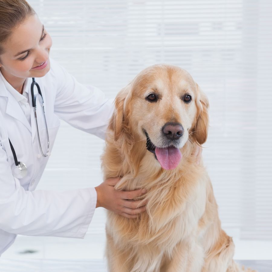 a vet petting a dog