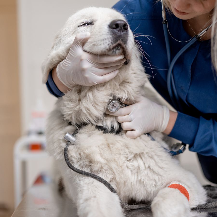 dog and veterinarian at vet clinic
