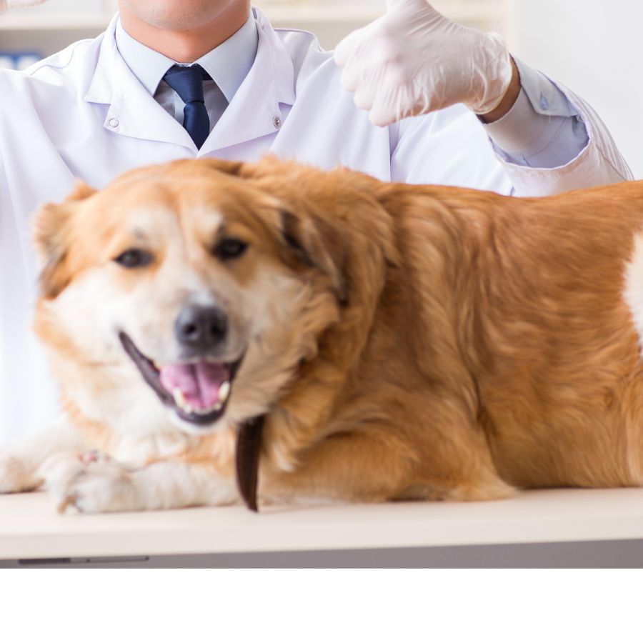 a dog lying on a table in vet clinic