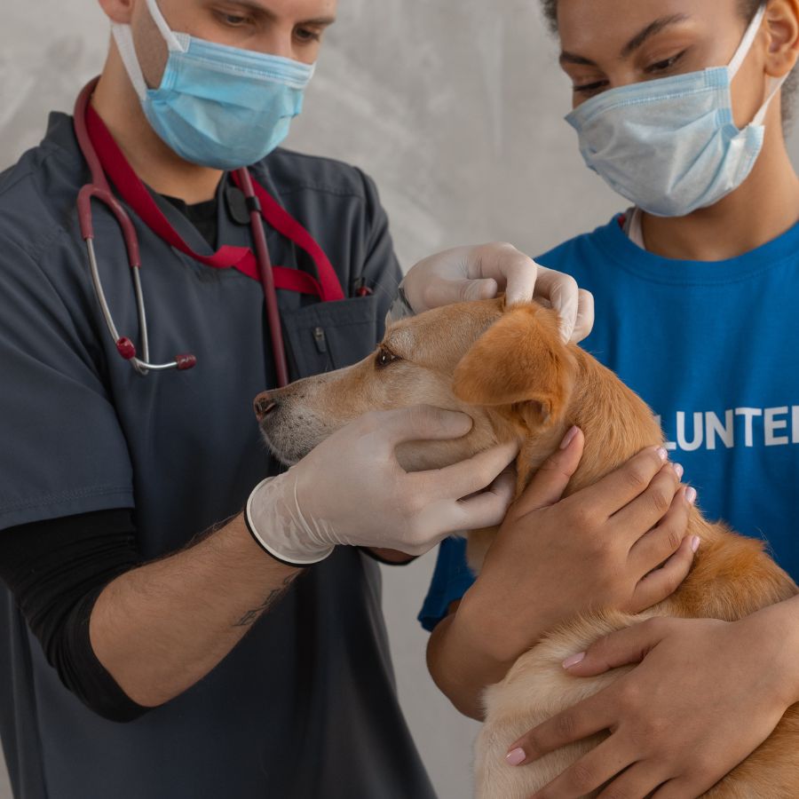 vets wearing masks and holding a dog