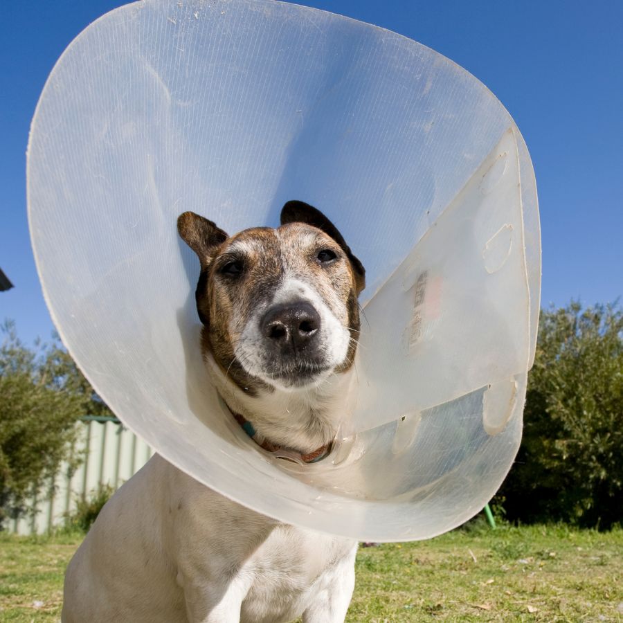 a dog wearing a plastic cone