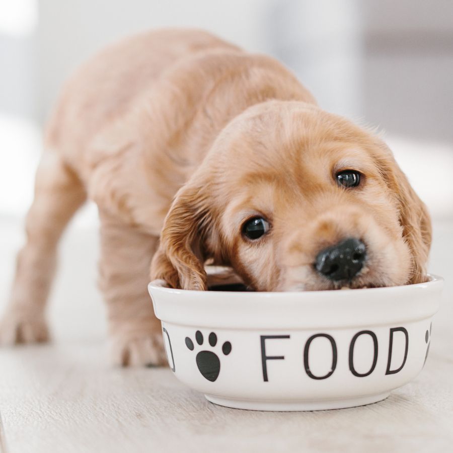 a puppy eating out of a bowl