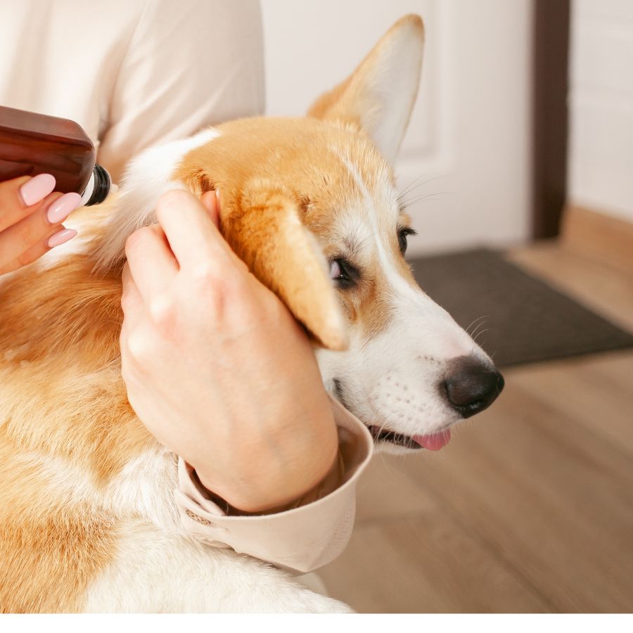 a vet spraying a dog's ear