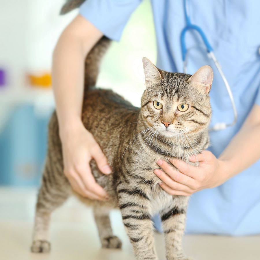 a cat at a vet clinic