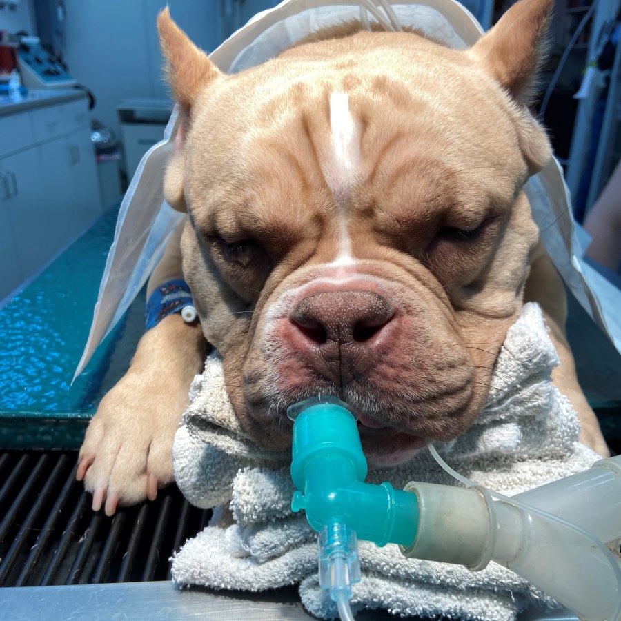 a dog lying on a table with a tube in mouth