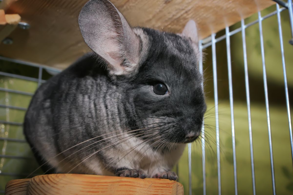 a gray chinchilla in a cage