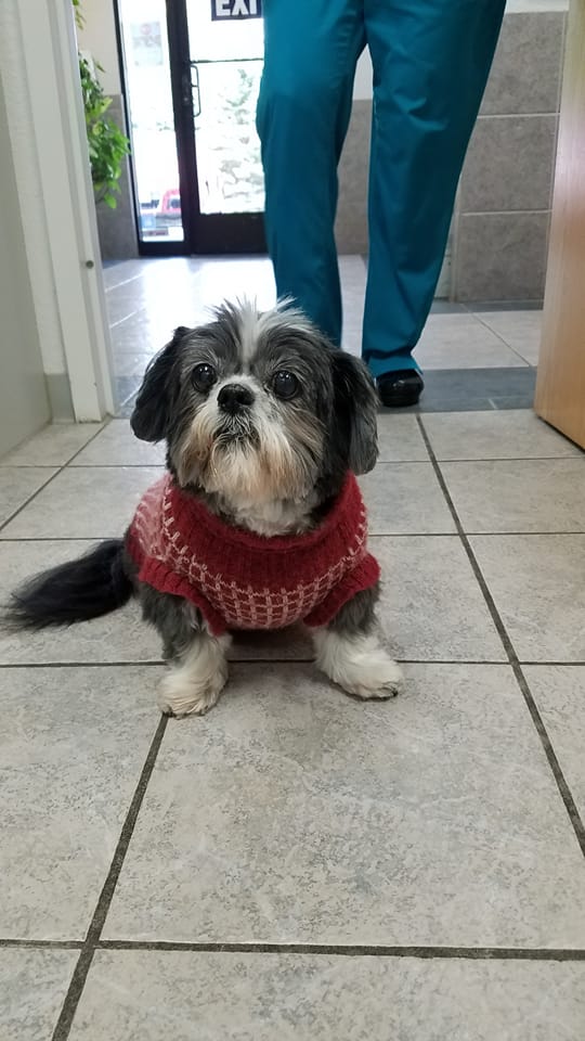 a dog wearing a sweater