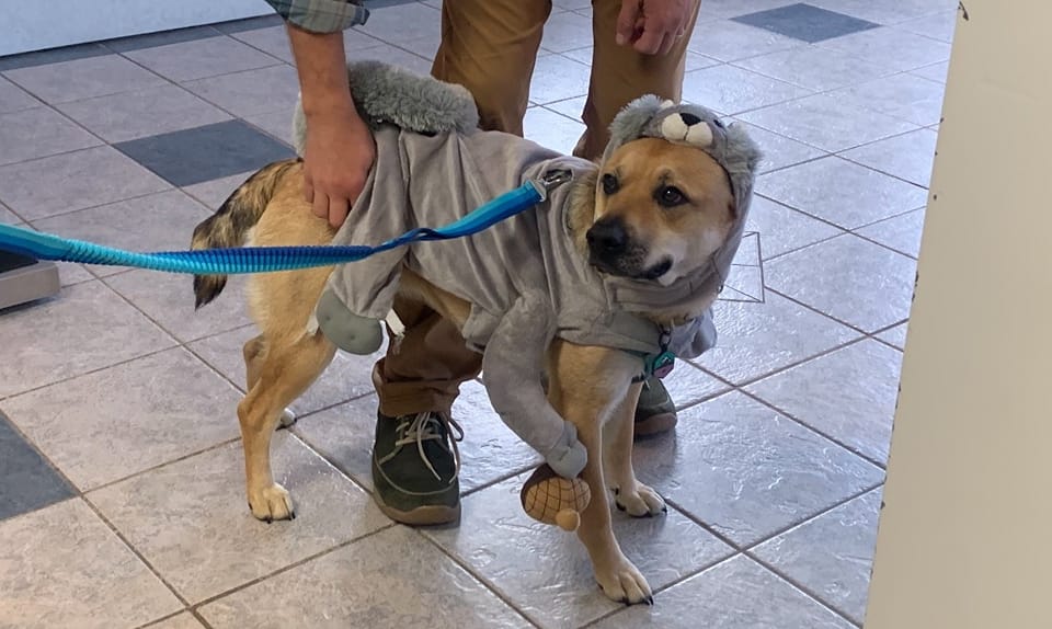 a dog wearing a garment