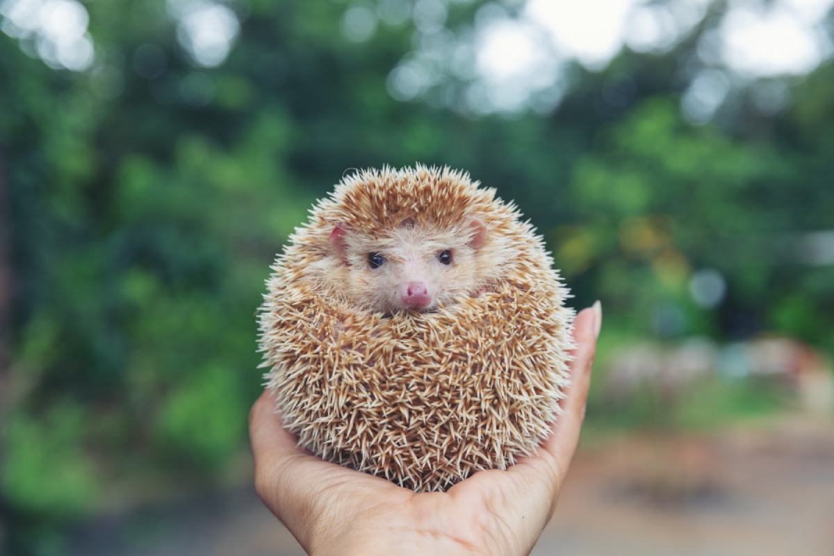 hedgehog on hands in the garden