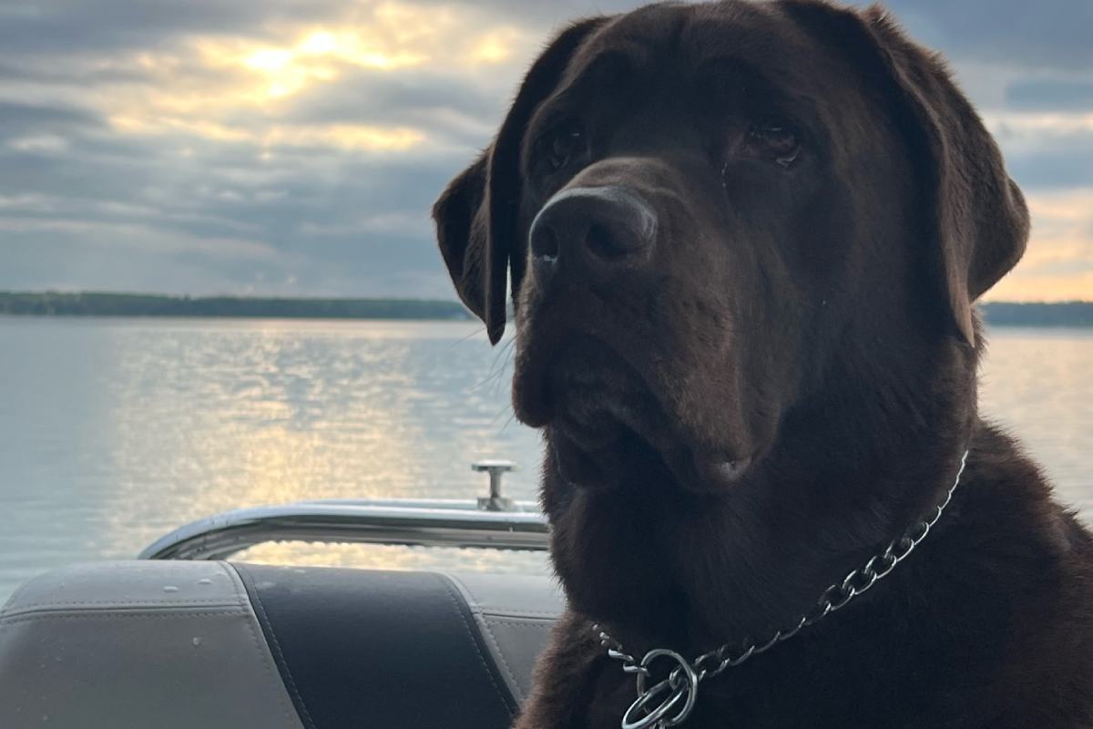 a dog sitting on a boat