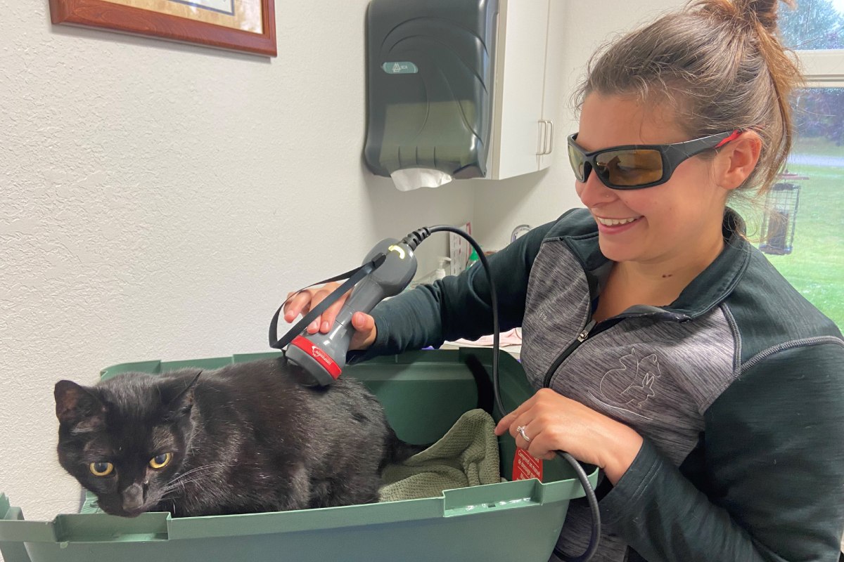 a vet holding a laser scanner on a cat