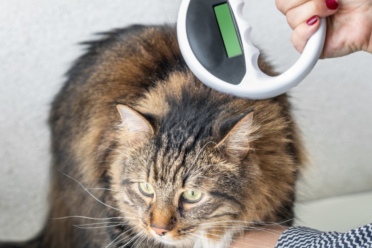 a vet holding a round object on a cat