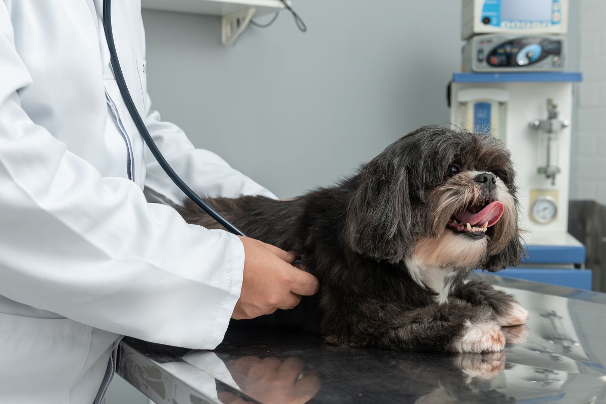 a vet checking a dog