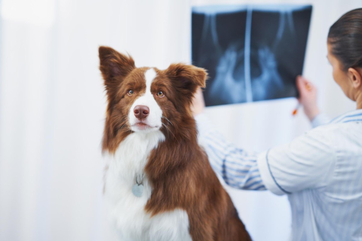 a vet looking at an x-ray