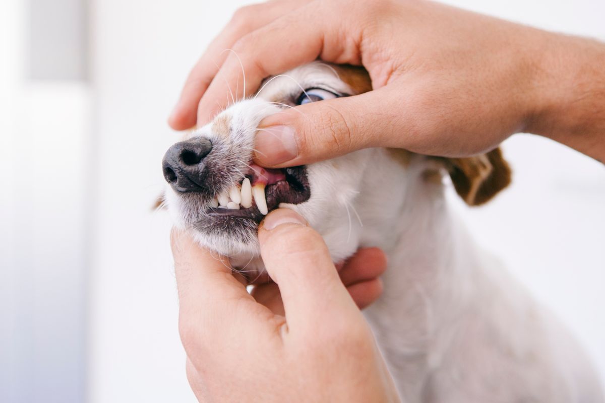 a dog being examined by a person