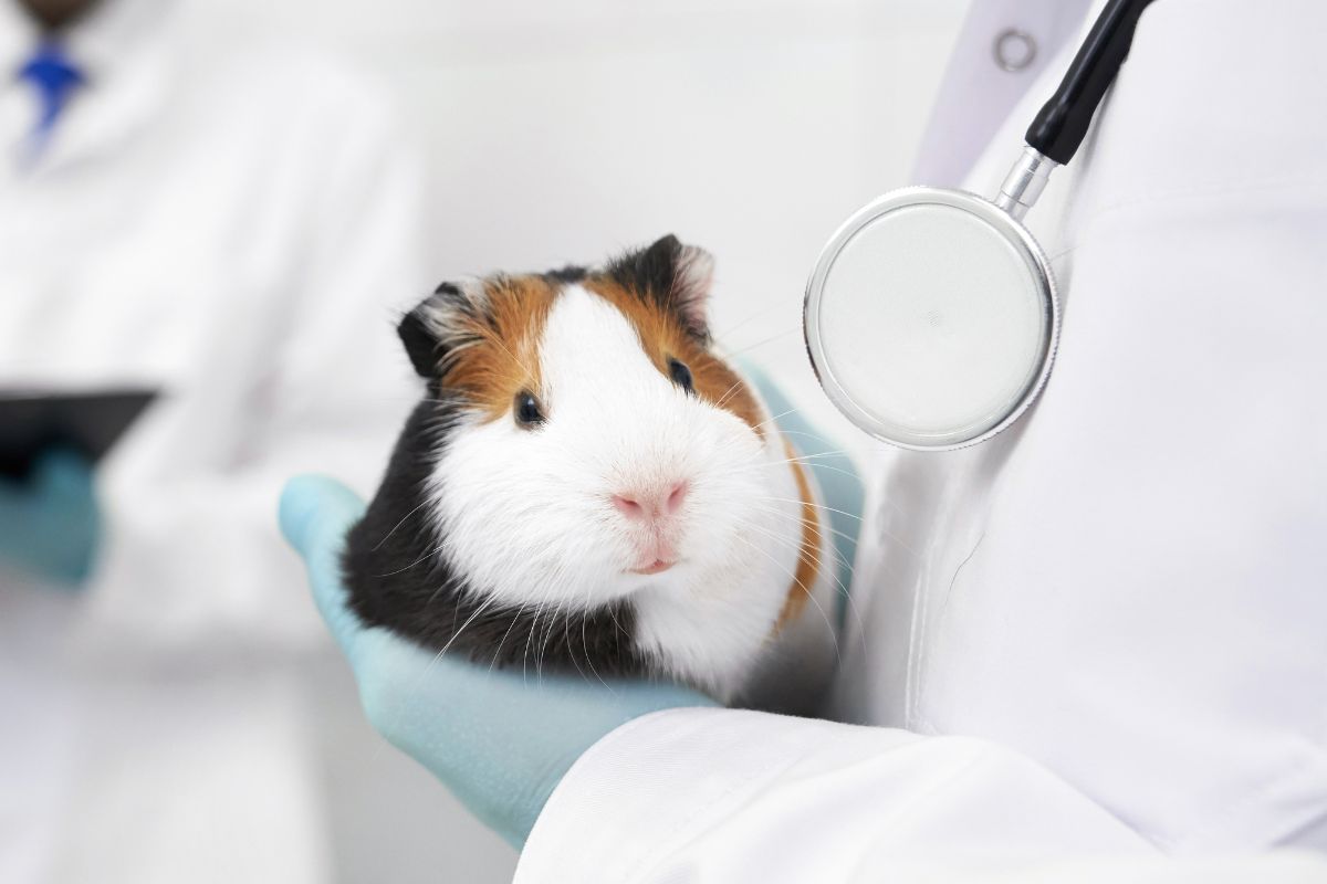 a guinea pig in a doctor's hand
