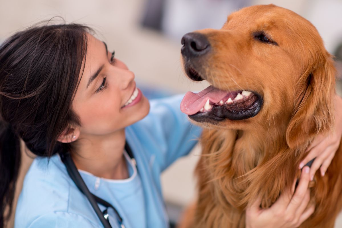 a vet with a stethoscope looking at a dog