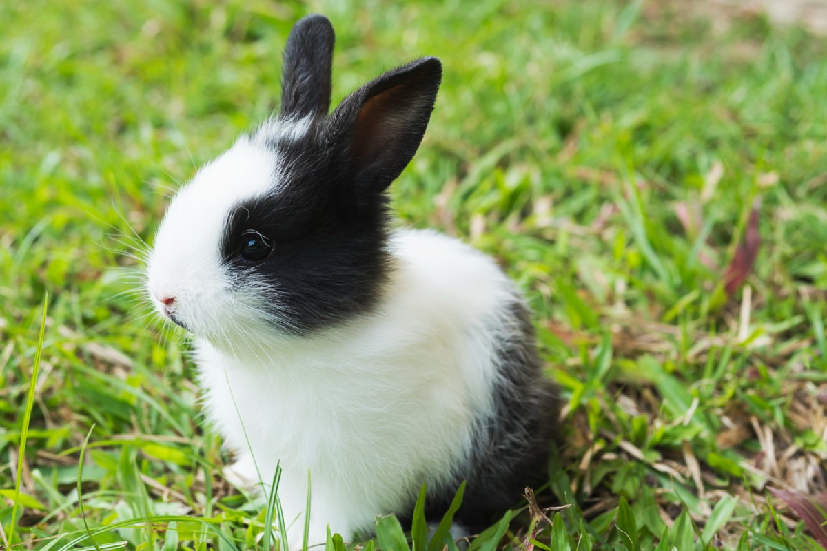 a black and white rabbit in grass