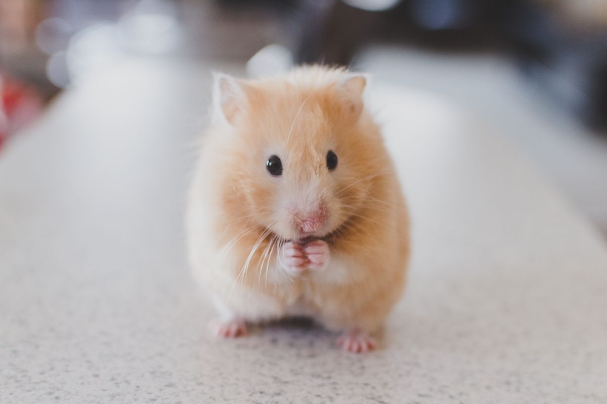a hamster with a long tail