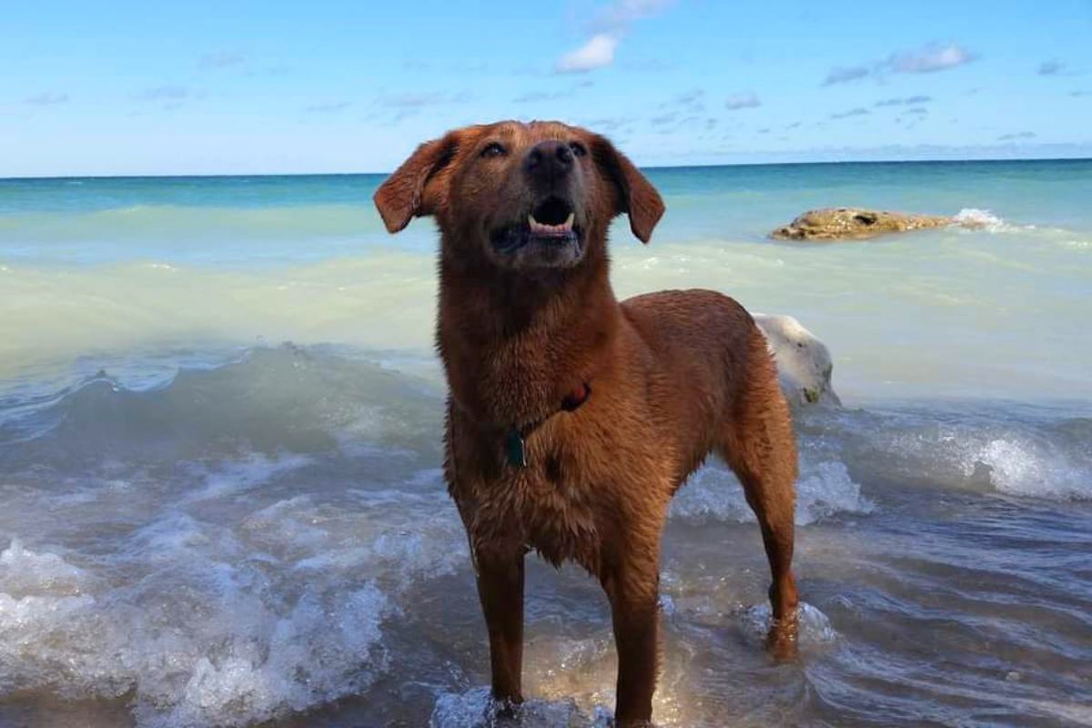 dog enjoying a day at the beach