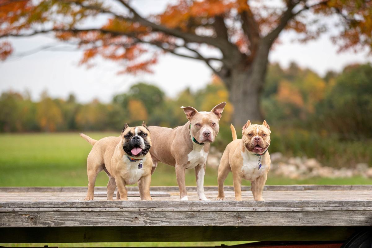 puppies standing on a wooden path
