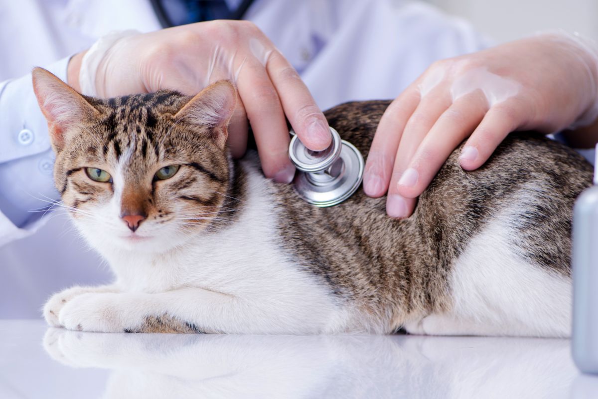 a vet using a stethoscope to listen to a cat