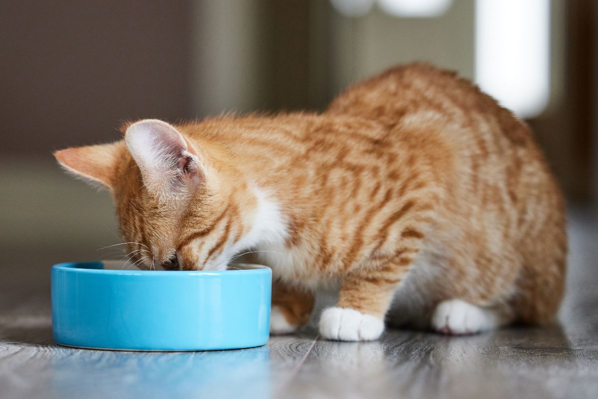 a cat eating out of a bowl