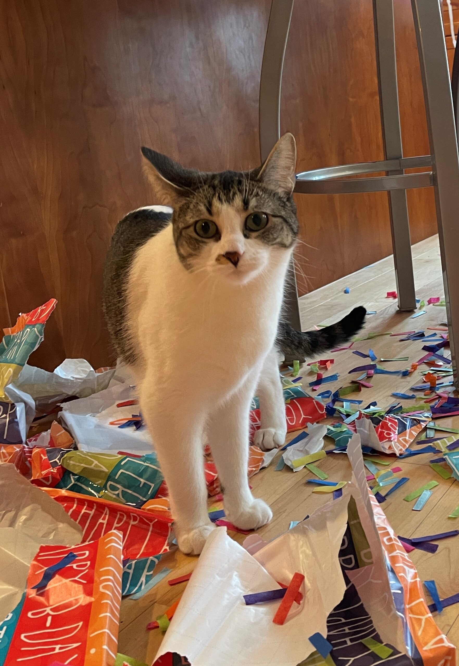 cat with birthday decorations