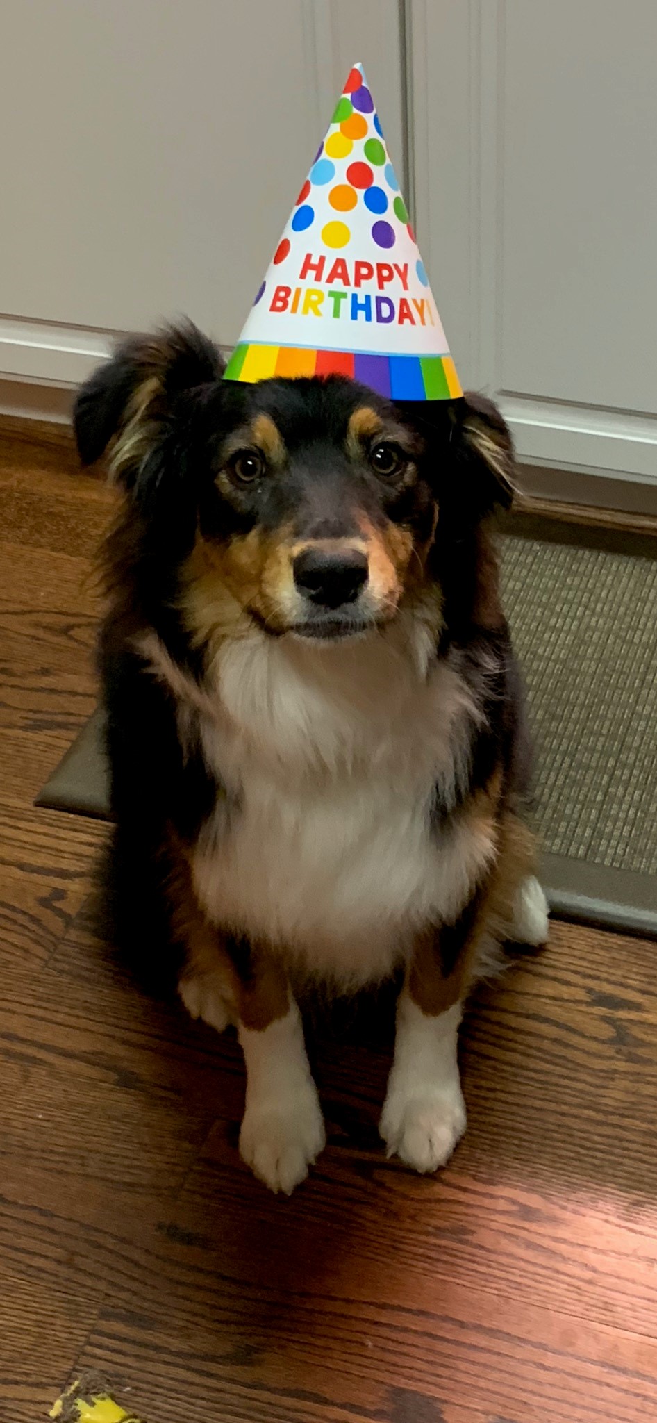 dog with a birthday hat on