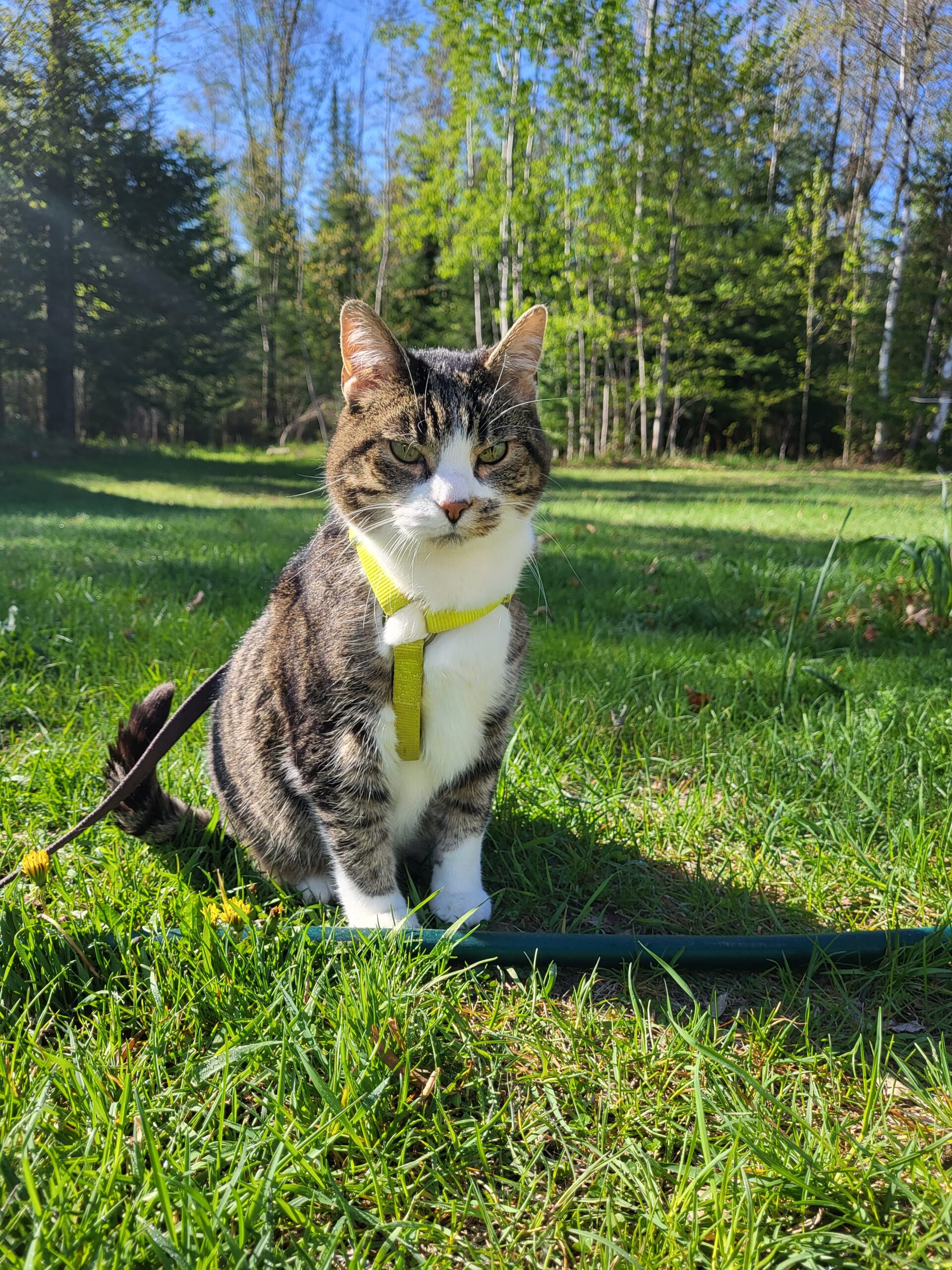 cat with a harness outside