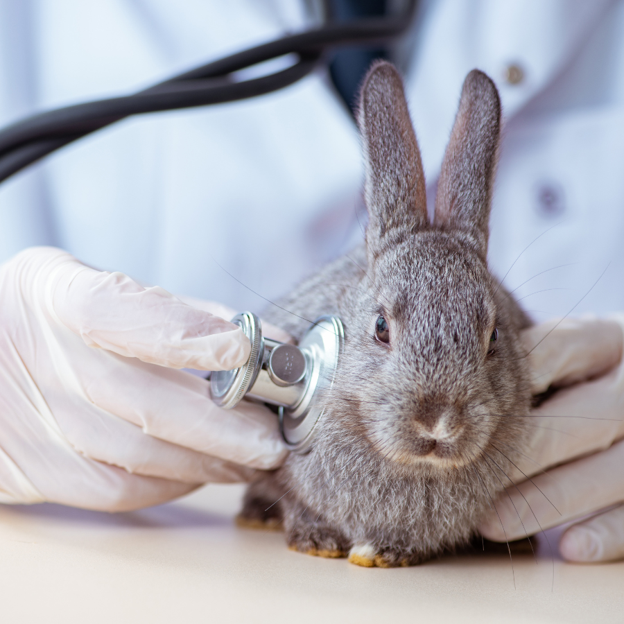 rabbit at vet